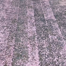 韓国でサクラミチの画像