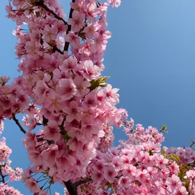神戸の河津桜の画像