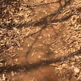 韓国の家 の裏山の画像