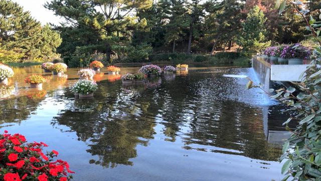 紅葉のはじまり　コキアとモグラの記事動画