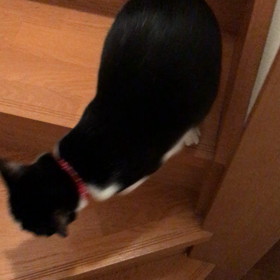 猫草の画像
