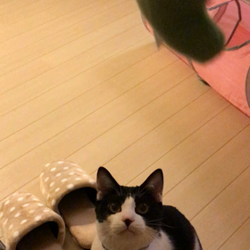 動画の画像