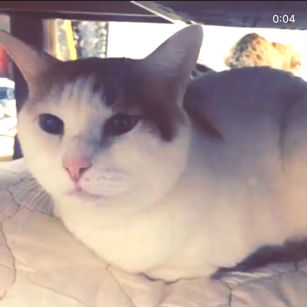実家の雌猫マル19歳が亡くなりました。の記事動画