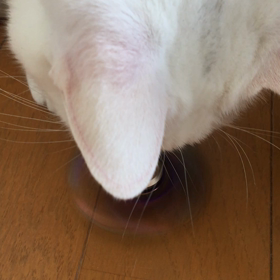 ハンドスピナーと猫の画像