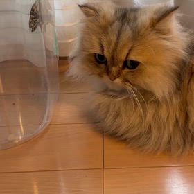 ちょうちょ番猫の画像