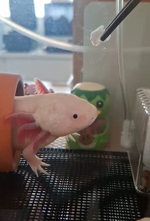 飼い主の釣果と、初魚種パクパク♪の記事動画