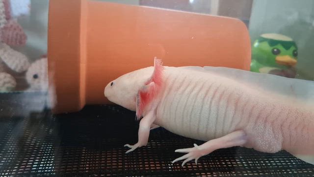 鱈美味しい？？の記事動画