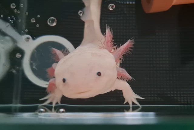 でん様ファンの方、おまたせしました♪の記事動画