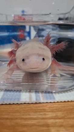 ヒラメ～♪の記事動画