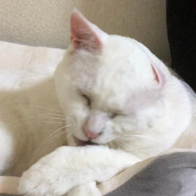 耳がの画像