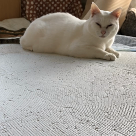 オレのの画像