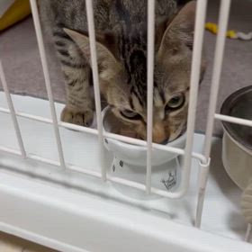 今日のニャンズの画像