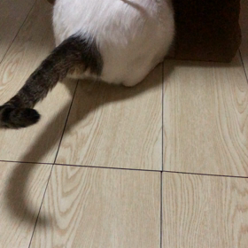 かみぶくろ が   すきだの画像