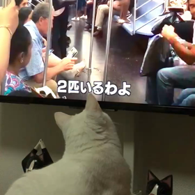 あ！   ねずみだ！の画像