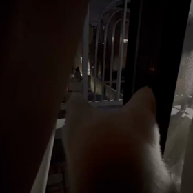 師走なシロの画像