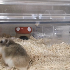 ご飯が欲しい時のこたくんの画像
