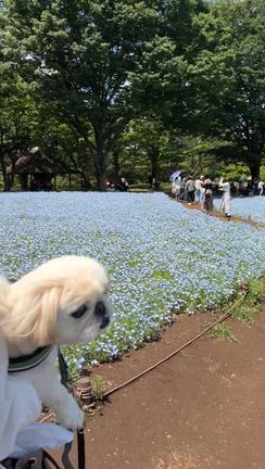 近場なGWの記事動画
