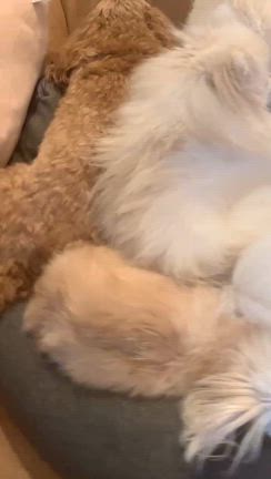 【雑談ブログ】 セブンイレブン、過去最高にハマったスイーツ！の記事動画