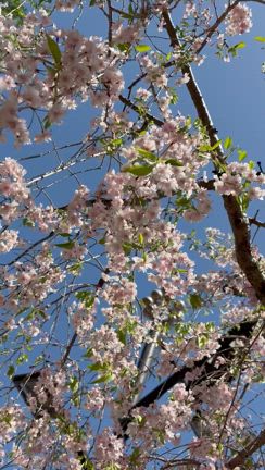 枝垂れ桜の記事動画
