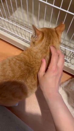 第133回保護ねこの譲渡会@島忠ホームズ尼崎店〜参加猫のご紹介〜の記事動画