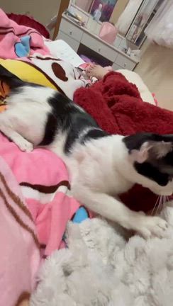 幸せきっぷ(マロ)の記事動画