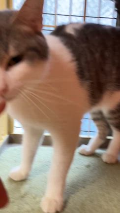 幸せきっぷ(よしの)の記事動画