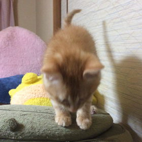 助けてﾆｬﾝ ～ ^._.^の画像