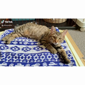 尼崎市動物愛護センター便り☆彡の画像