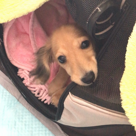 カミカミさくら姫の画像