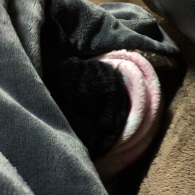 モグラ犬の画像