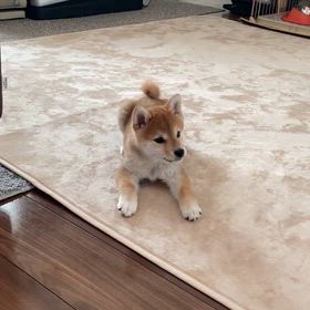 良い声だワン❣️の画像