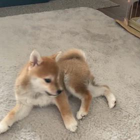 わんこBreaking⁉️の画像