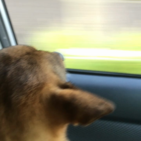 車での画像