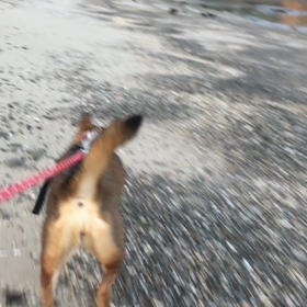 からすの画像