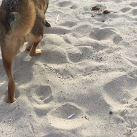 はとさぁーんの画像