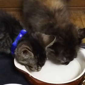お皿からお水の画像