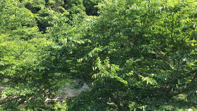癒しの旅の記事動画