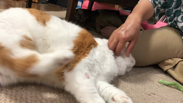 エアカキカキの記事動画
