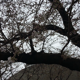 桐生市役所の桜がほころび始めました～の画像