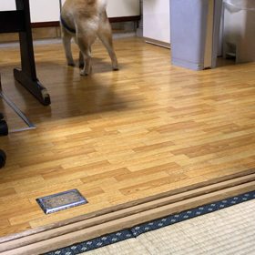そら君との思い出(*´-`)の画像