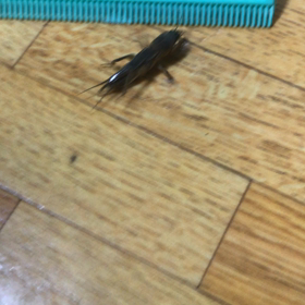 (´⊙ω⊙`)…そんな日々です。の画像