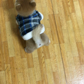 我が家の新しい家族ですU^ェ^Uの画像