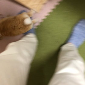 ひたすらまるが私の足元ではしゃぐ動画の画像