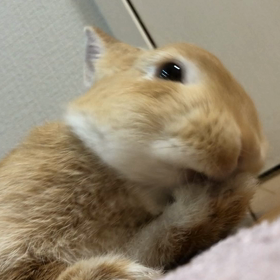 ひたすらまるが手をペロペロする動画の画像