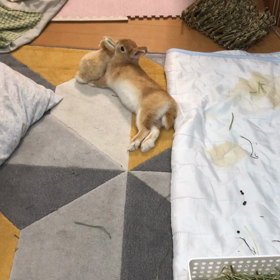 動画まる集(といっても3本)の画像