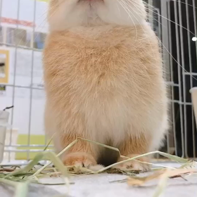 ちらりの画像