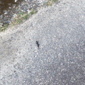 お尻フリフリの画像