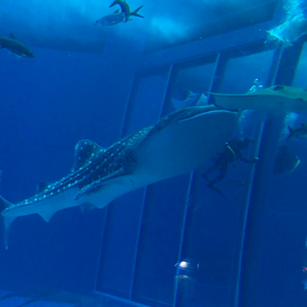 美ら海水族館の画像