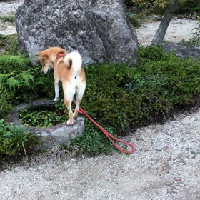柴犬ゆずの日常の画像