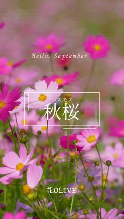 ９月のオススメ‼︎ ＼夏の疲れを癒す花はコレ‼︎／の記事動画